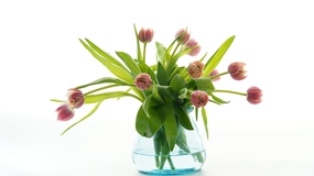 水培郁金香插花摄影图片